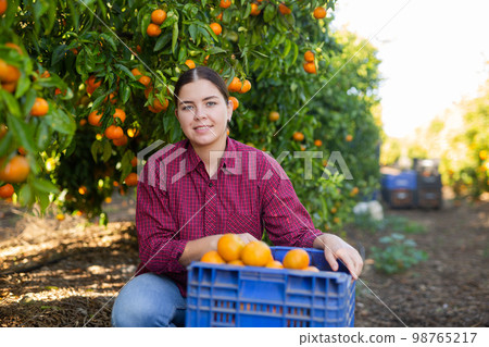 Smiling busy young woman farmer in plaid shirt gathering, harvesting fresh tangerines in orchard on sunny day 98765217