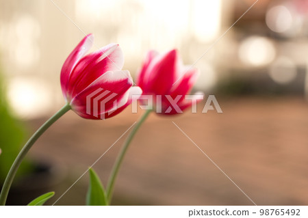 Tulip flower spring image Tulip flower spring image 98765492