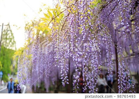 Wisteria trellis, wisteria flowers, image of early summer 98765493