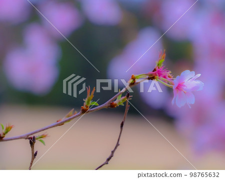 One flower One flower 98765632