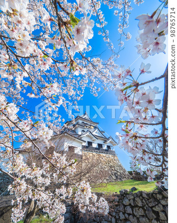 Hikone, Shiga in April: Hikone Castle tower and cherry blossoms 98765714
