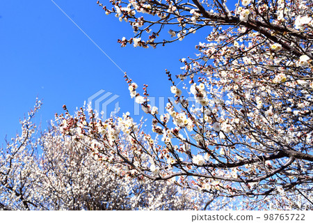 藍天梅花白梅 藍天梅花白梅 98765722