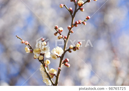 梅花白梅 梅花白梅 98765725