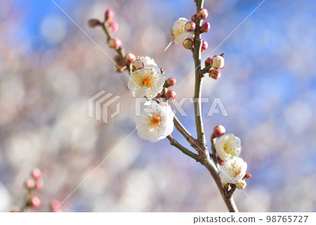 藍天梅花白梅 藍天梅花白梅 98765727
