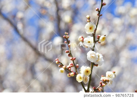 藍天梅花白梅 藍天梅花白梅 98765728