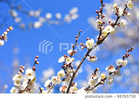 藍天梅花白梅 藍天梅花白梅 98765730