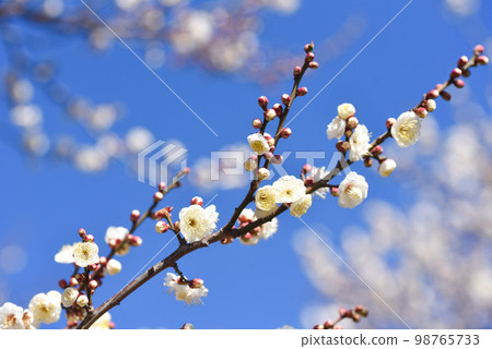 藍天梅花白梅 藍天梅花白梅 98765733