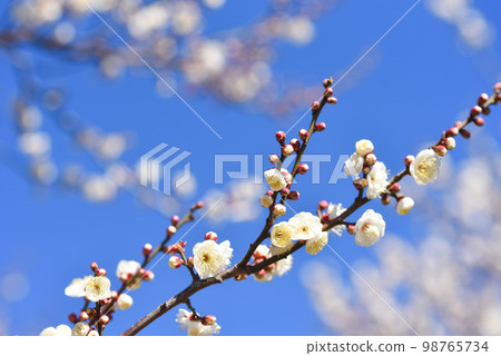 Blue sky and plum blossoms White plum 98765734