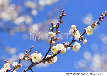 藍天梅花白梅 98765736
