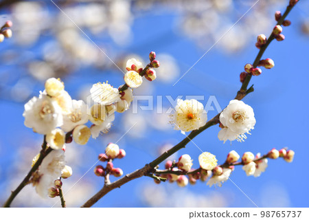 藍天梅花白梅 98765737
