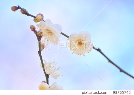 Blue sky and plum blossoms White plum 98765743