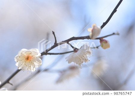 藍天梅花白梅 藍天梅花白梅 98765747