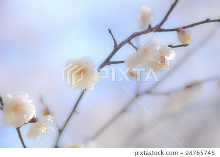 藍天梅花白梅 藍天梅花白梅 98765748
