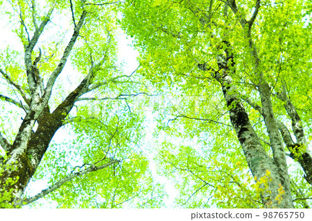 Fresh green eco 98765750