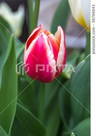 鬱金香花春天形象 鬱金香花春天形象 98766043