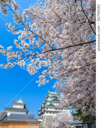 March Aichi/Nagoya Nagoya castle tower/Honmaru palace and cherry blossoms 98766092