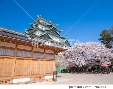 三月愛知縣/名古屋名古屋天守閣/本丸宮殿和櫻花 98766100