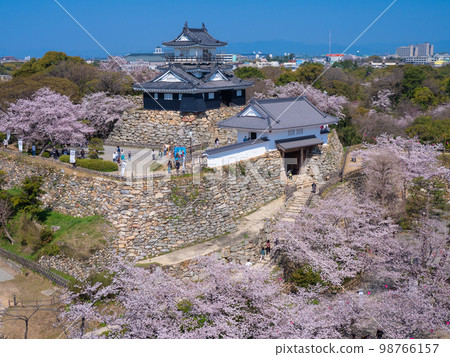 三月的靜岡濱松 濱松城的天守閣和櫻花 三月的靜岡濱松 濱松城的天守閣和櫻花 98766157