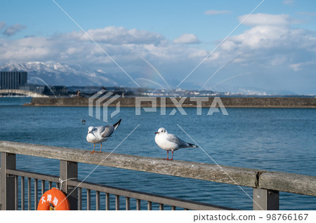 Black-headed Gull at Lake Biwa Otsu Port Black-headed Gull at Lake Biwa Otsu Port 98766167