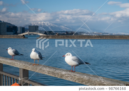 琵琶湖大津港的黑頭鷗 98766168