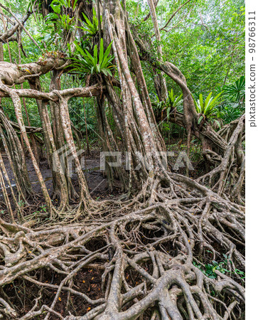 Massive banyan tree root system in rain forest, Sang Nae Canal Phang Nga, Thailand Massive banyan tree root system in rain forest, Sang Nae Canal Phang Nga, Thailand 98766311