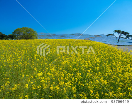 Hitachinaka, Ibaraki in April nemophila and rape blossoms at Hitachi Seaside Park Hitachinaka, Ibaraki in April nemophila and rape blossoms at Hitachi Seaside Park 98766449