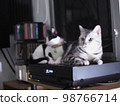 cute young handsome SHORT HAIR breed kitty white grey and black stripes home cat portraits relaxing in apartment selective focus blur background  98766714