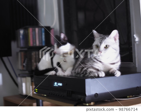 cute young handsome SHORT HAIR breed kitty white grey and black stripes home cat portraits relaxing in apartment selective focus blur background  98766714