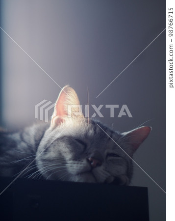 cute young handsome SHORT HAIR breed kitty white grey and black stripes home cat portraits relaxing in apartment selective focus blur background  98766715