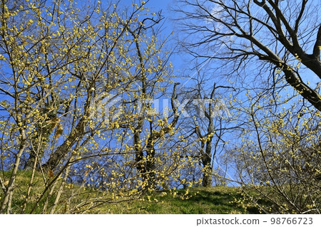 Shiroyama Park in Motegi-cho, where rhobai flowers bloom Shiroyama Park in Motegi-cho, where rhobai flowers bloom 98766723