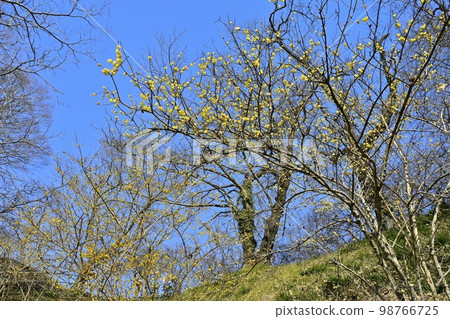 白花盛開的茂木町城山公園 白花盛開的茂木町城山公園 98766725