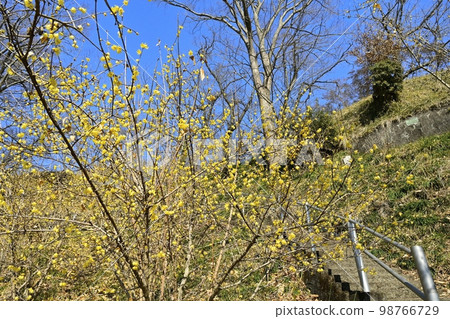 Shiroyama Park in Motegi-cho, where rhobai flowers bloom Shiroyama Park in Motegi-cho, where rhobai flowers bloom 98766729