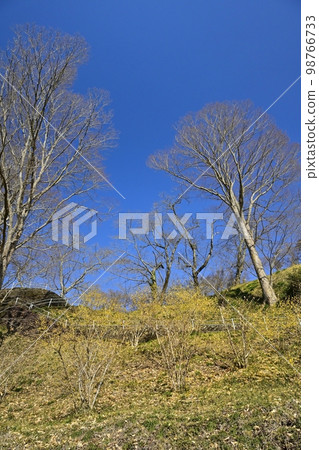 Shiroyama Park in Motegi-cho, where rhobai flowers bloom 98766733