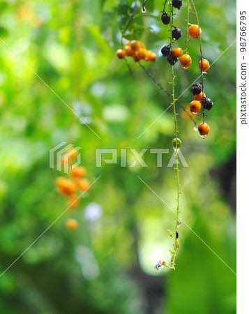 fruits, seeds of the Sky flower, Golden dew drop, Pigeon berry, Duranta, tropical decorative plant with beautiful flower and small golden yellow fruits selective focus blur natural outdoor background fruits, seeds of the Sky flower, Golden dew drop, Pigeon berry, Duranta, tropical decorative plant with beautiful flower and small golden yellow fruits selective focus blur natural outdoor background 98766795