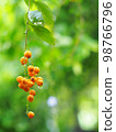 fruits, seeds of the Sky flower, Golden dew drop, Pigeon berry, Duranta, tropical decorative plant with beautiful flower and small golden yellow fruits selective focus blur natural outdoor background 98766796