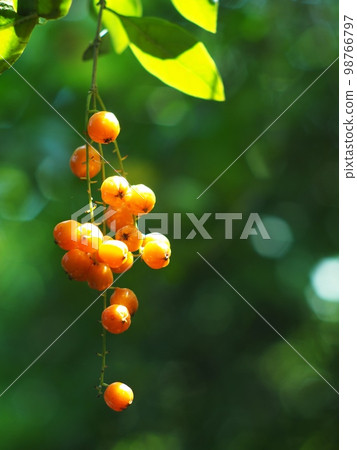 fruits, seeds of the Sky flower, Golden dew drop, Pigeon berry, Duranta, tropical decorative plant with beautiful flower and small golden yellow fruits selective focus blur natural outdoor background 98766797