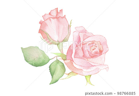 Rose watercolor illustration rose flower bouquet rose 98766885