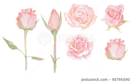 Rose watercolor illustration set rose flower bouquet rose 98766890