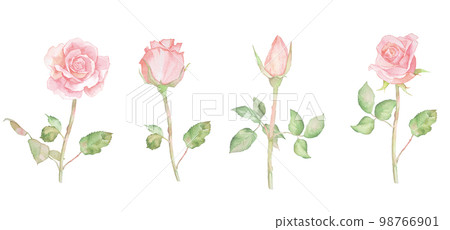 Rose watercolor illustration set Bouquet of roses Rose vase 98766901