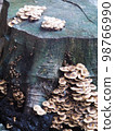 group of tight very small young clean tiny beige colour round umbrella form mushrooms growing on a piece of old wet dark wood log piece after rainy week in home garden 98766990