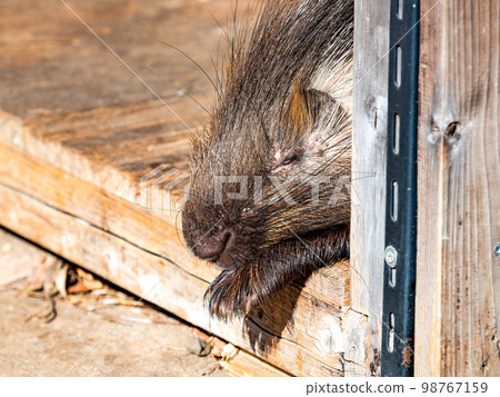 沐浴著冬日的陽光，打瞌睡的豪豬 98767159