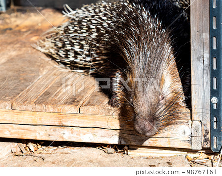 Basking in the winter sun, a dozing porcupine Basking in the winter sun, a dozing porcupine 98767161