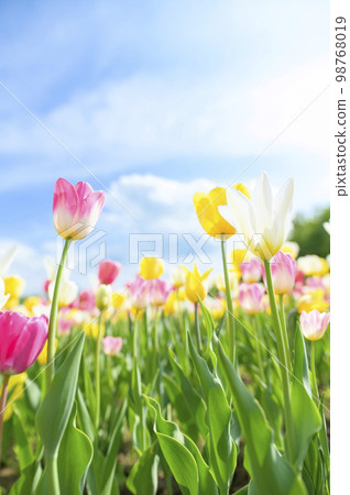 Tulips and blue sky in full bloom 98768019
