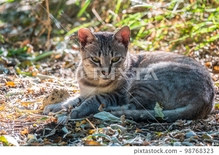 A beautiful fluffy gray cat sits on a green lawn in the sunset light 98768323