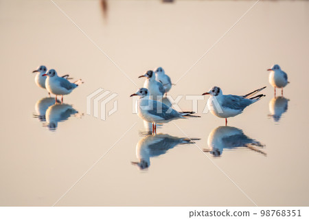 Flock of Seagulls, The European herring gull, swims on the calm lake shore in sunset Flock of Seagulls, The European herring gull, swims on the calm lake shore in sunset 98768351