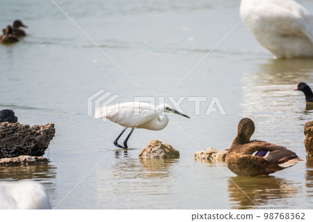 The small white heron or Little egret stands in the lake 98768362