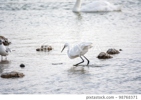 The small white heron or Little egret stands in the lake 98768371