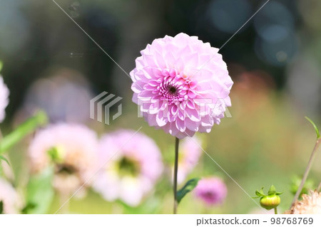 盛開在北海道的大麗花 98768769