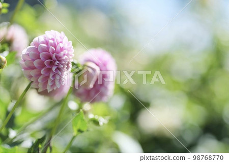 Dahlia blooming in Hokkaido Dahlia blooming in Hokkaido 98768770