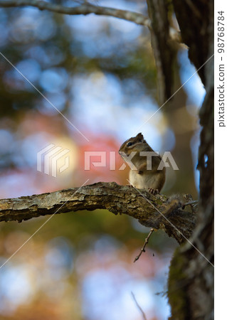 Chipmunk in Hokkaido Chipmunk in Hokkaido 98768784